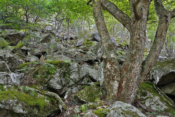صورة لحقل بولدر فيلد المرتفع