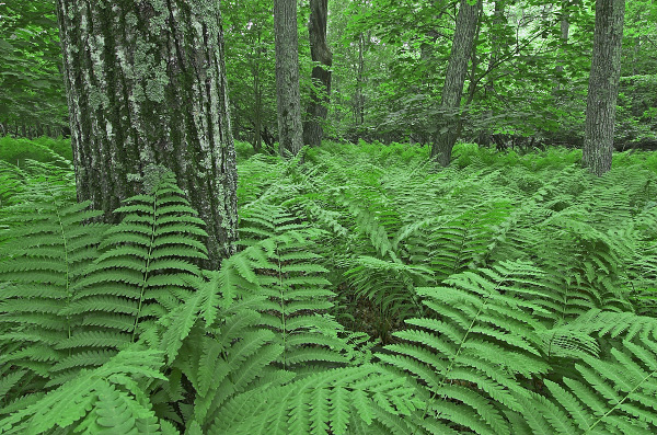 صورة لغابة البلوط الأحمر الشمالي