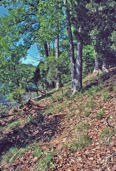 صورة الغابات الجيرية الجافة في السهل الساحلي