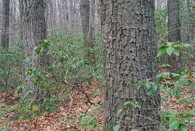 صورة لغابة جافة متوسطة جافة كلسية جافة