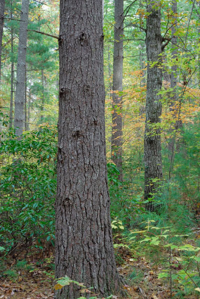 صورة غابة بولدرفيلد المنخفضة المرتفعة