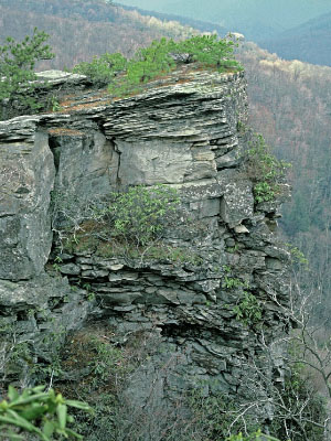 صورة غابة بولدرفيلد المنخفضة المرتفعة