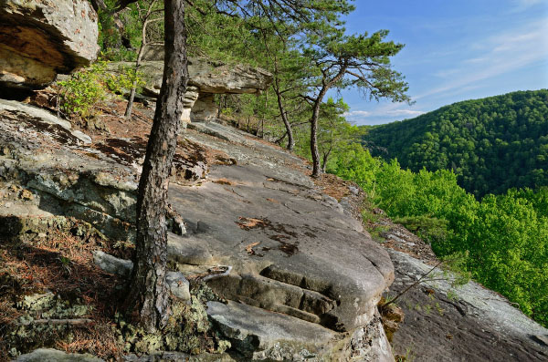 صورة الغابات الحمضية