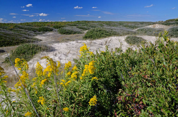 صورة فرك الكثبان البحرية