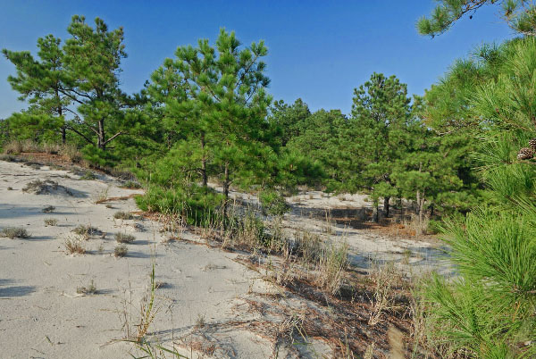 صورة لغابات الكثبان البحرية