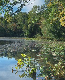 صورة البالسترين