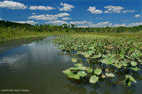 مستنقعات المياه العذبة المدية (نوع المستنقعات الطينية الشائعة) - CEGL004472 مستنقعات المياه العذبة المدية (نوع المستنقعات الطينية الشائعة) - CEGL004472