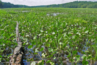 مستنقعات المياه العذبة المدية (نوع المستنقعات الطينية الشائعة) - CEGL004472 مستنقعات المياه العذبة المدية (نوع المستنقعات الطينية الشائعة) - CEGL004472