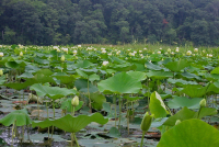 مستنقعات المياه العذبة المدية (نوع مستنقعات اللوتس الطينية الأمريكية) - CEGL006913 مستنقعات المياه العذبة المدية (نوع مستنقعات اللوتس الطينية الأمريكية) - CEGL006913