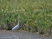مستنقعات المياه العذبة المدية (أرز بري - نوع أعشاب مختلطة) - CEGL004202 مستنقعات المياه العذبة المدية (أرز بري - نوع أعشاب مختلطة) - CEGL004202
