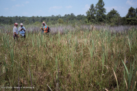 مستنقعات أوليغوهالين المد والجزر (زاحف سبيكروش - نوع رأس السهم ذو اللسان الثور) - CEGL004628 مستنقعات أوليغوهالين المد والجزر (زاحف سبيكروش - نوع رأس السهم ذو اللسان الثور) - CEGL004628