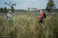 مستنقعات أوليغوهالين المد والجزر (زاحف سبيكروش - نوع رأس السهم ذو اللسان الثور) - CEGL004628 مستنقعات أوليغوهالين المد والجزر (زاحف سبيكروش - نوع رأس السهم ذو اللسان الثور) - CEGL004628