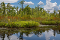 مستنقعات أوليغوهالين المد والجزر (زاحف سبيكروش - نوع رأس السهم ذو اللسان الثور) - CEGL004628 مستنقعات أوليغوهالين المد والجزر (زاحف سبيكروش - نوع رأس السهم ذو اللسان الثور) - CEGL004628