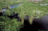 مستنقعات أوليغوهالين المد والجزر (زاحف سبيكروش - نوع رأس السهم ذو اللسان الثور) - CEGL004628 مستنقعات أوليغوهالين المد والجزر (زاحف سبيكروش - نوع رأس السهم ذو اللسان الثور) - CEGL004628