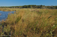 مستنقعات أوليغوهالين المد والجزر (زاحف سبيكروش - نوع رأس السهم ذو اللسان الثور) - CEGL004628 مستنقعات أوليغوهالين المد والجزر (زاحف سبيكروش - نوع رأس السهم ذو اللسان الثور) - CEGL004628