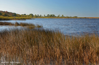 مستنقعات أوليغوهالين المد والجزر (زاحف سبيكروش - نوع رأس السهم ذو اللسان الثور) - CEGL004628 مستنقعات أوليغوهالين المد والجزر (زاحف سبيكروش - نوع رأس السهم ذو اللسان الثور) - CEGL004628