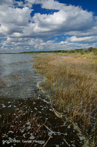 مستنقعات أوليغوهالين المد والجزر (زاحف سبيكروش - نوع رأس السهم ذو اللسان الثور) - CEGL004628 مستنقعات أوليغوهالين المد والجزر (زاحف سبيكروش - نوع رأس السهم ذو اللسان الثور) - CEGL004628
