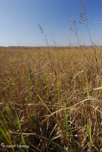 مستنقعات أوليغوهالين المد والجزر (نوع الحبل الكبير) - CEGL007741 مستنقعات أوليغوهالين المد والجزر (نوع الحبل الكبير) - CEGL007741