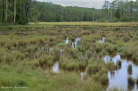 المستنقعات الملحية العالية - CEGL004197 المستنقعات الملحية العالية - CEGL004197