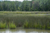 بلاك نيدليروش المستنقعات المالحة - CEGL004186 بلاك نيدليروش المستنقعات المالحة - CEGL004186