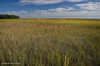 المستنقعات المالحة النهرية (عشب المستنقعات المالحة - نوع المستنقعات المالحة البلورية) - CEGL006416 المستنقعات المالحة النهرية (عشب المستنقعات المالحة - نوع المستنقعات المالحة البلورية) - CEGL006416