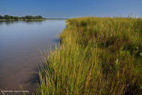 المستنقعات المالحة النهرية (عشب المستنقعات المالحة - نوع المستنقعات المالحة البلورية) - CEGL006416 المستنقعات المالحة النهرية (عشب المستنقعات المالحة - نوع المستنقعات المالحة البلورية) - CEGL006416