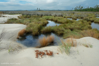 المستنقعات الملحية العالية - CEGL004197 المستنقعات الملحية العالية - CEGL004197