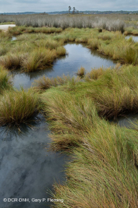 المستنقعات الملحية العالية - CEGL004197 المستنقعات الملحية العالية - CEGL004197