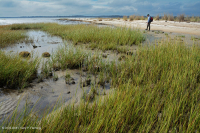 المستنقعات المالحة المنخفضة (نوع المستنقعات المالحة الحبلية) - CEGL004192 المستنقعات المالحة المنخفضة (نوع المستنقعات المالحة الحبلية) - CEGL004192