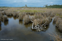 مجمع المستنقعات المالحة مجمع المستنقعات المالحة