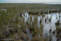 بلاك نيدليروش المستنقعات المالحة - CEGL004186 بلاك نيدليروش المستنقعات المالحة - CEGL004186