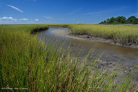 المستنقعات المالحة المنخفضة (نوع المستنقعات المالحة الحبلية) - CEGL004192 المستنقعات المالحة المنخفضة (نوع المستنقعات المالحة الحبلية) - CEGL004192
