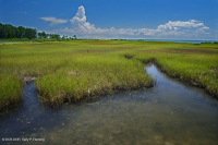 المستنقعات المالحة المنخفضة (نوع المستنقعات المالحة الحبلية) - CEGL004192 المستنقعات المالحة المنخفضة (نوع المستنقعات المالحة الحبلية) - CEGL004192
