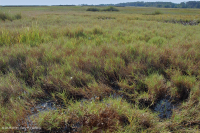 المستنقعات الملحية العالية - CEGL004197 المستنقعات الملحية العالية - CEGL004197