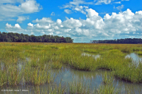 المستنقعات المالحة النهرية (عشب المستنقعات المالحة - نوع المستنقعات المالحة البلورية) - CEGL006416 المستنقعات المالحة النهرية (عشب المستنقعات المالحة - نوع المستنقعات المالحة البلورية) - CEGL006416