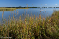 المستنقعات المالحة المنخفضة (نوع المستنقعات المالحة الحبلية) - CEGL004192 المستنقعات المالحة المنخفضة (نوع المستنقعات المالحة الحبلية) - CEGL004192