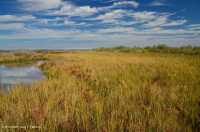 المستنقعات الملحية المنخفضة (نوع المستنقع المالح) - CEGL006586 المستنقعات الملحية المنخفضة (نوع المستنقع المالح) - CEGL006586