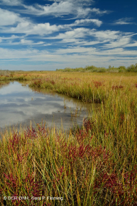 المستنقعات الملحية المنخفضة (نوع المستنقع المالح) - CEGL006586 المستنقعات الملحية المنخفضة (نوع المستنقع المالح) - CEGL006586
