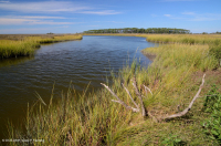 المستنقعات المالحة المنخفضة (نوع المستنقعات المالحة الحبلية) - CEGL004192 المستنقعات المالحة المنخفضة (نوع المستنقعات المالحة الحبلية) - CEGL004192