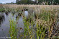 المستنقعات المالحة النهرية (عشب المستنقعات المالحة - نوع المستنقعات المالحة البلورية) - CEGL006416 المستنقعات المالحة النهرية (عشب المستنقعات المالحة - نوع المستنقعات المالحة البلورية) - CEGL006416