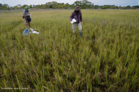 المستنقعات الملحية المنخفضة (نوع المستنقع المالح) - CEGL006586 المستنقعات الملحية المنخفضة (نوع المستنقع المالح) - CEGL006586