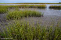 المستنقعات المالحة المنخفضة (نوع المستنقعات المالحة الحبلية) - CEGL004192 المستنقعات المالحة المنخفضة (نوع المستنقعات المالحة الحبلية) - CEGL004192