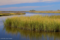المستنقعات المالحة المنخفضة (نوع المستنقعات المالحة الحبلية) - CEGL004192 المستنقعات المالحة المنخفضة (نوع المستنقعات المالحة الحبلية) - CEGL004192