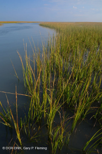المستنقعات المالحة المنخفضة (نوع المستنقعات المالحة الحبلية) - CEGL004192 المستنقعات المالحة المنخفضة (نوع المستنقعات المالحة الحبلية) - CEGL004192