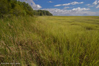 المستنقعات الملحية المنخفضة (نوع المستنقع المالح) - CEGL006586 المستنقعات الملحية المنخفضة (نوع المستنقع المالح) - CEGL006586