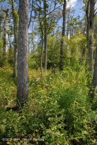 مستنقع الخشب الصلب المد والجزر في المياه العذبة - CEGL006287 مستنقع الخشب الصلب المد والجزر في المياه العذبة - CEGL006287