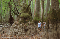 شجر السرو الأصلع - مستنقع ماء توبيلو براون ووتر - CEGL007431 شجر السرو الأصلع - مستنقع ماء توبيلو براون ووتر - CEGL007431