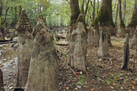 شجر السرو الأصلع - مستنقع ماء توبيلو براون ووتر - CEGL007431 شجر السرو الأصلع - مستنقع ماء توبيلو براون ووتر - CEGL007431