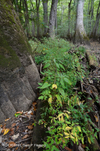 شجر السرو الأصلع - مستنقع ماء توبيلو براون ووتر - CEGL007431 شجر السرو الأصلع - مستنقع ماء توبيلو براون ووتر - CEGL007431