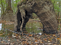 شجر السرو الأصلع - مستنقع ماء توبيلو براون ووتر - CEGL007431 شجر السرو الأصلع - مستنقع ماء توبيلو براون ووتر - CEGL007431
